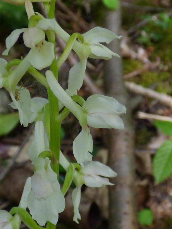 Orchis mascula 'alba'